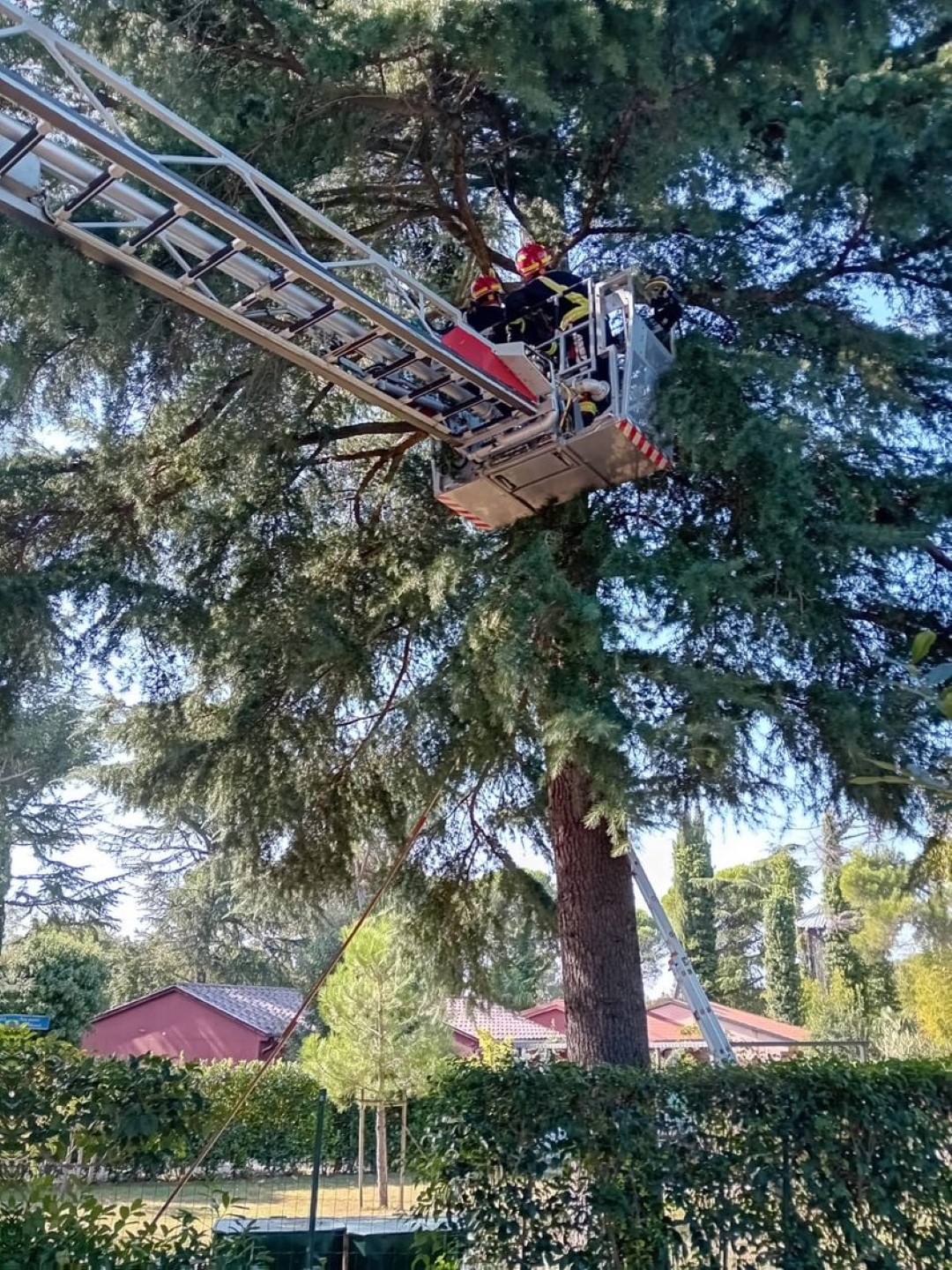 Foto tjedna: Mačka bi gori, ali ne zna doli...